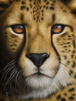 Portrait of a Cheetah