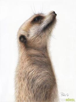 Lookout