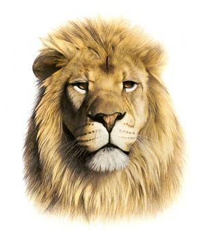 Lion Portrait