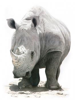 Rhino