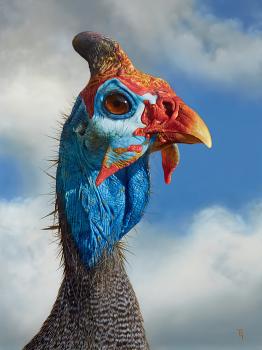 Fowl Mood